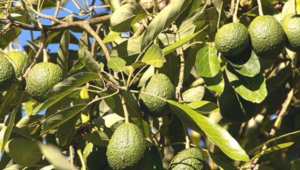 Ученые из университета Иллинойса исследовали пользу авокадо для кишечника