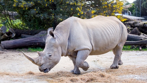 Учёным удалось произвести два новых эмбриона белого носорога