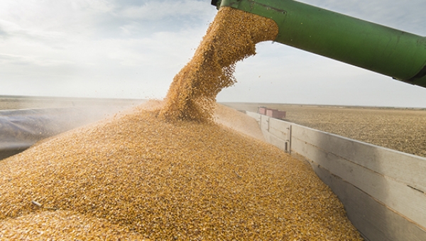 Россия с 1 июля по 25 ноября снизила экспорт зерна на 24%
