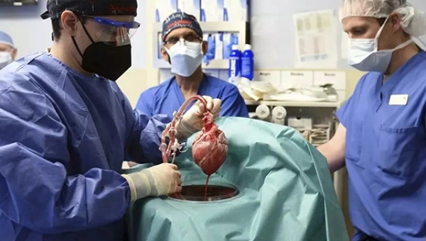 Американские врачи пересадили человеку сердце генетически модифицированной свиньи