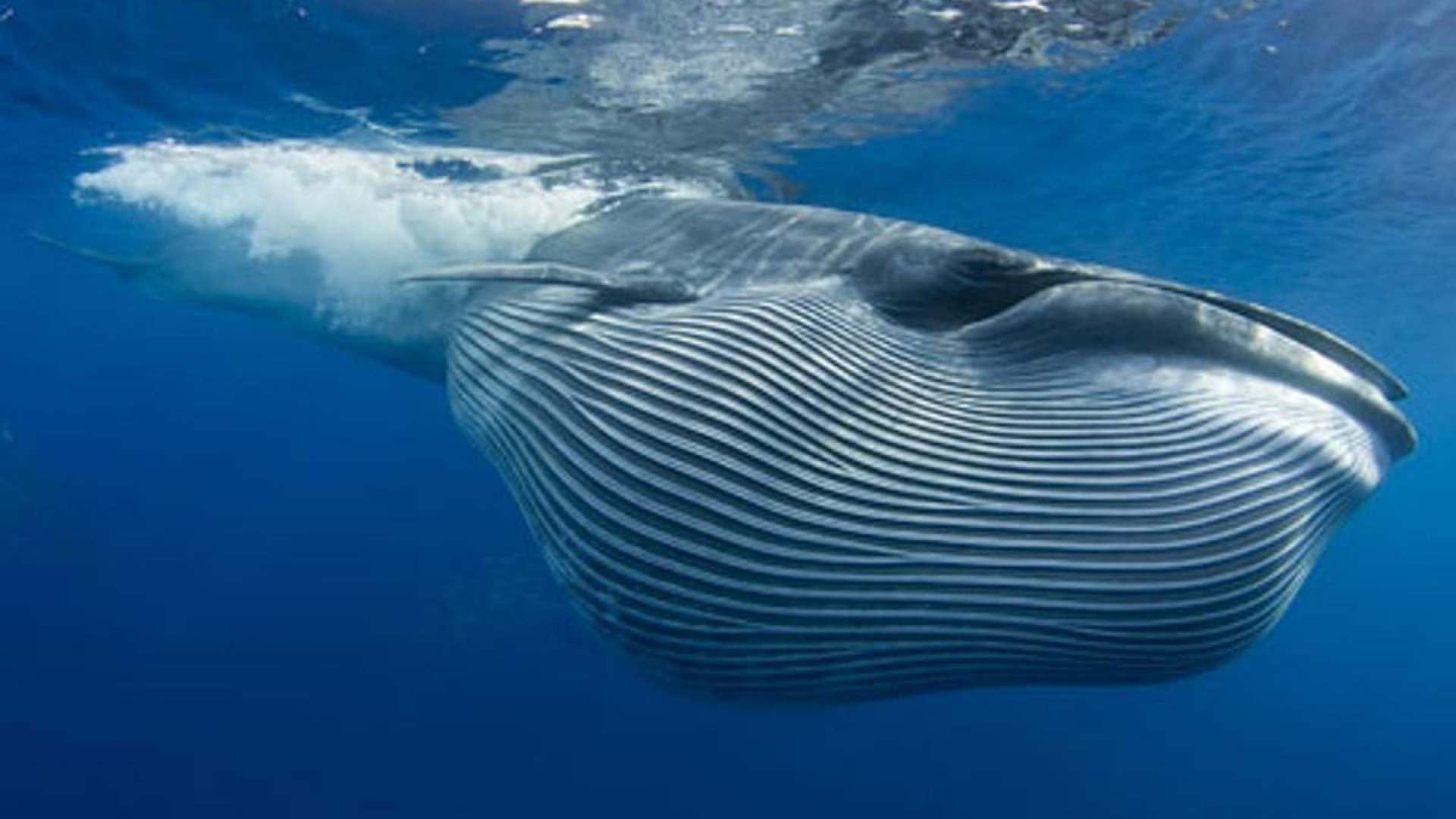 ИСТОЧНИК: Facebook