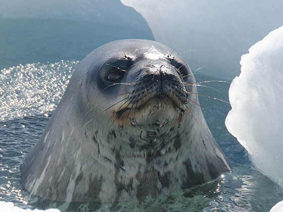 Тюлени помогли изучить состояние подводной части антарктического ледника